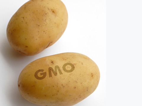 Genetically engineered potato wwwtheecologistorgsiteimagescale0093091jpg