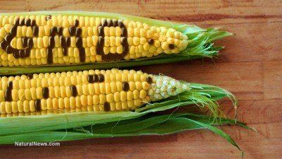 Genetically modified maize International Court Calls on Mexico to Ban Genetically Modified Corn