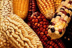 Genetically modified maize EFSA finds genetically modified maize safe for health and environment