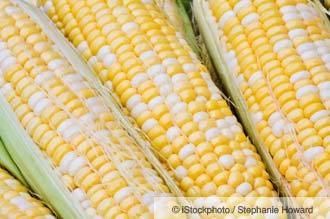 Genetically modified maize Pesticide Factory Bttoxins Produced in GM Corn