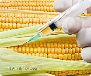 Genetically modified maize Biotech lies exposed Geneticallymodified corn contains practically