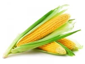 Genetically modified maize naturalfertilityinfocomwpcontentuploadsiSto