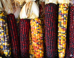 Genetically modified maize Genetically Modified Maize Trial in Mexico Prompts Debate GreenAnswers