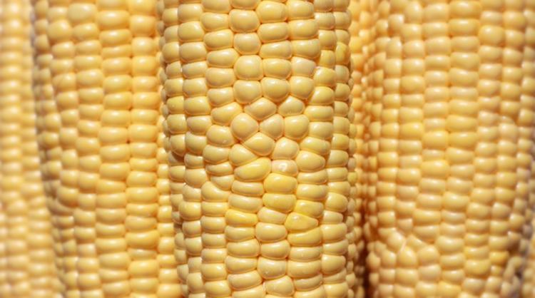 Genetically modified maize The Dangers Of Genetically Modified Corn HoneyColony