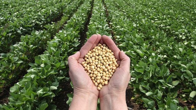 Genetically modified soybean Monsanto GM Soy Is Scarier Than You Think Mother Jones