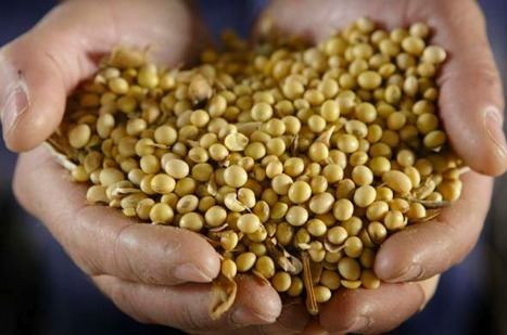 Genetically modified soybean European Parliament Objects to Three GM Soybean Authorizations