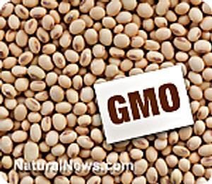 Genetically modified soybean GMO Alert Top 10 Genetically Modified Foods to Avoid Eating