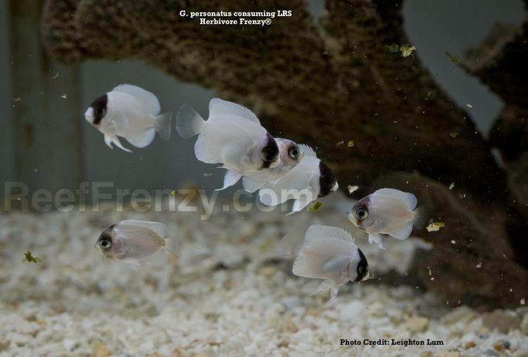 Genicanthus personatus Captive bred Genicanthus personatus debuts at MACNA 2014 angelfish