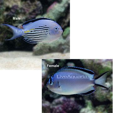 Genicanthus watanabei wwwliveaquariacomimagescategoriesproductp89