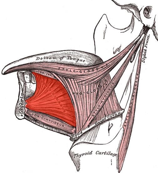 Genioglossus