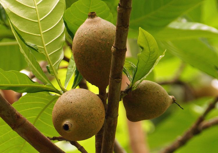 Genipa americana Photos of Colombia Fruits Genipa americana