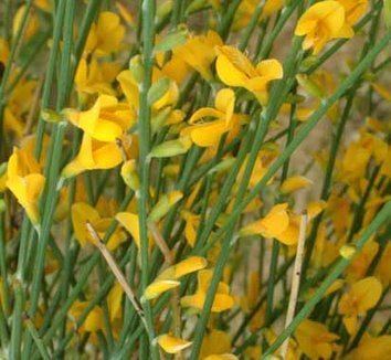 Genista aetnensis Genista aetnensis Mount Etna Broom plant lust