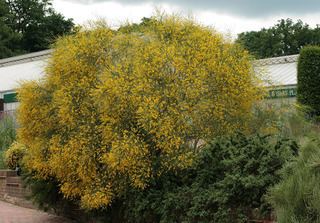 Genista aetnensis Genista aetnensis Mount Etna Broom Discover Life