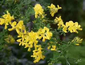 Genista canariensis Plant of the MonthMarch 2014