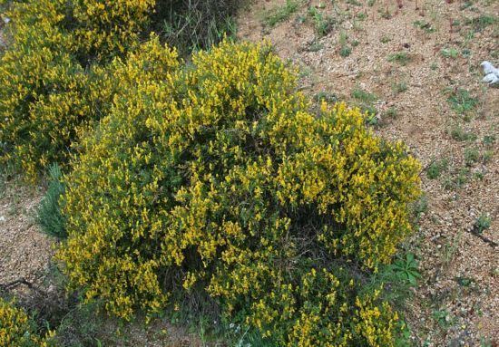 Genista corsica Genista corsica Ginestra di Corsica