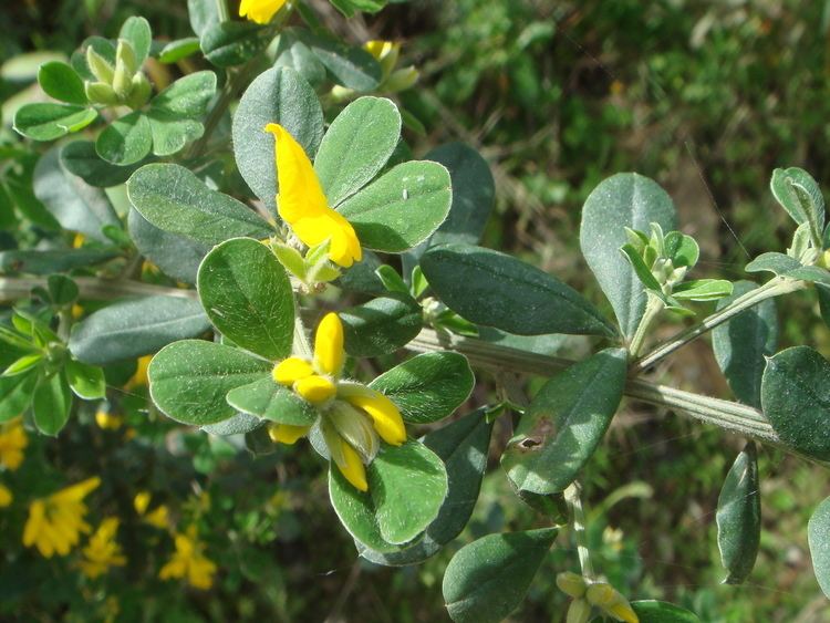 Genista monspessulana uploadwikimediaorgwikipediacommons111Genist