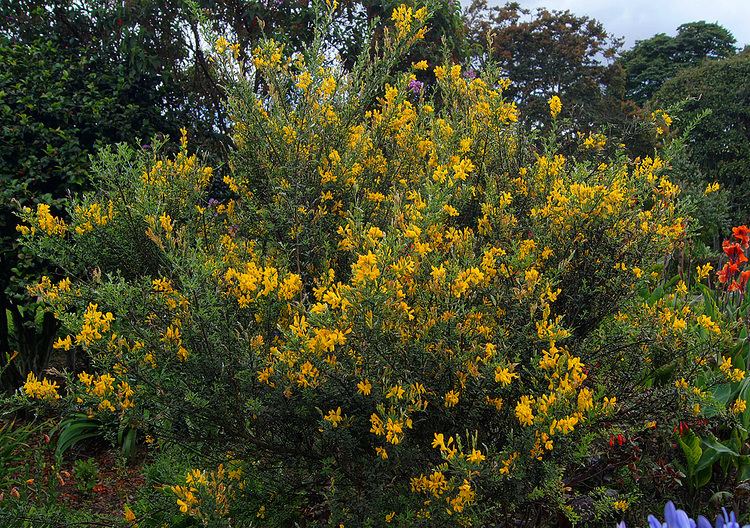Genista monspessulana Photos of Colombia Flowers Genista monspessulana