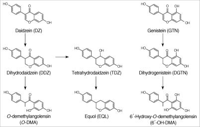 Genistin Metabolic pathway of the major soy isoflavones daidzin and genistin
