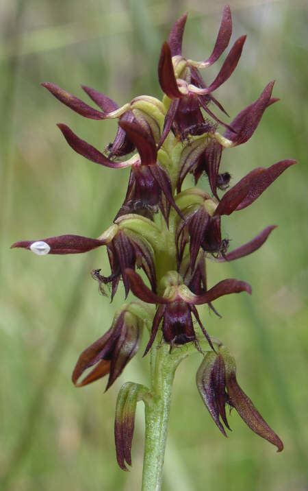 Genoplesium Genoplesium sp