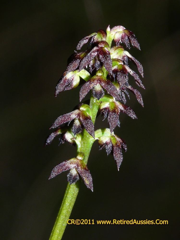 Genoplesium IOSPE PHOTOS