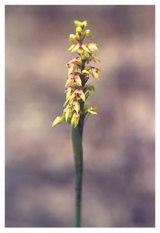 Genoplesium Genoplesium pumilum Leek Orchid