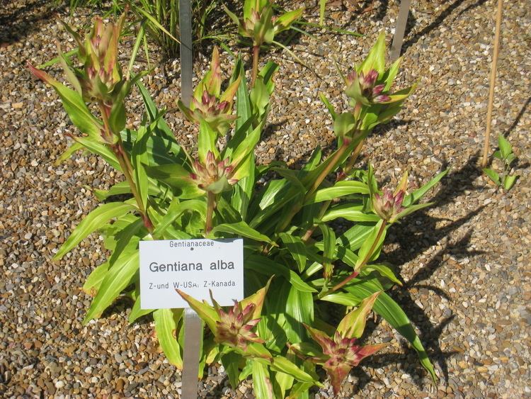 Gentiana alba FileGentiana alba Botanischer Garten der Universitt WrzburgJPG