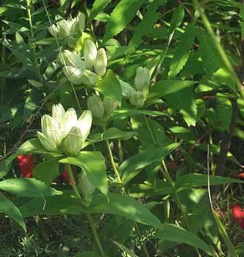 Gentiana alba Online Virtual Flora of Wisconsin Gentiana alba