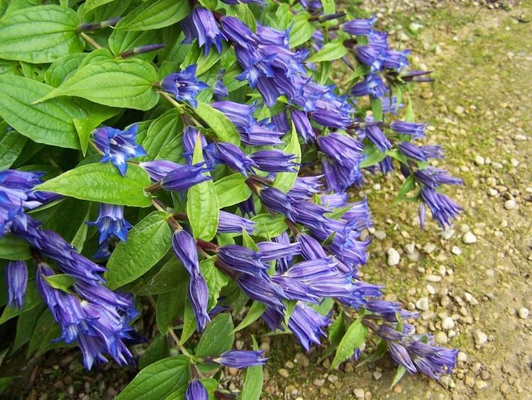 Gentiana asclepiadea Buy Gentiana asclepiadea and other varietiesd by mail order