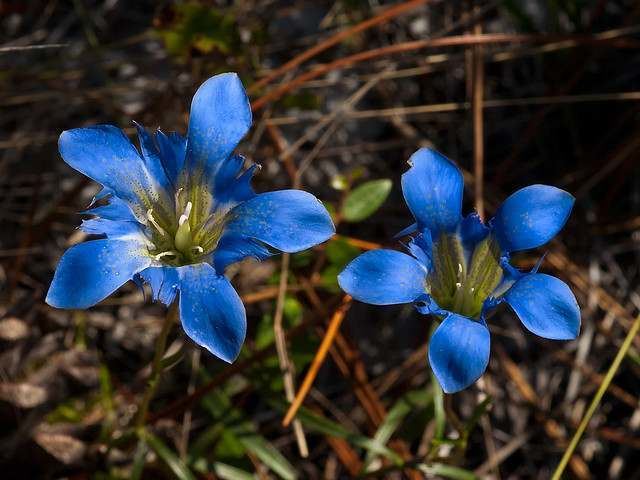 Gentiana autumnalis OCC Green Swamp Flowers