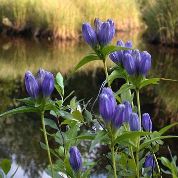 Gentiana clausa Gentiana clausa Meadow Bottle Gentian Plants of the Northeastern