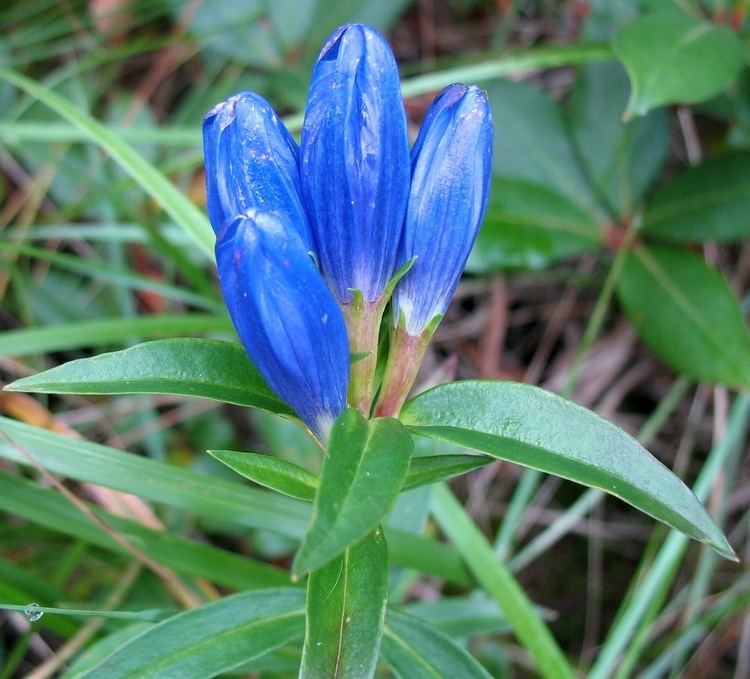 Gentiana linearis Using Georgia Native Plants In Search of Gentian