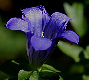 Gentiana macrophylla Gentiana