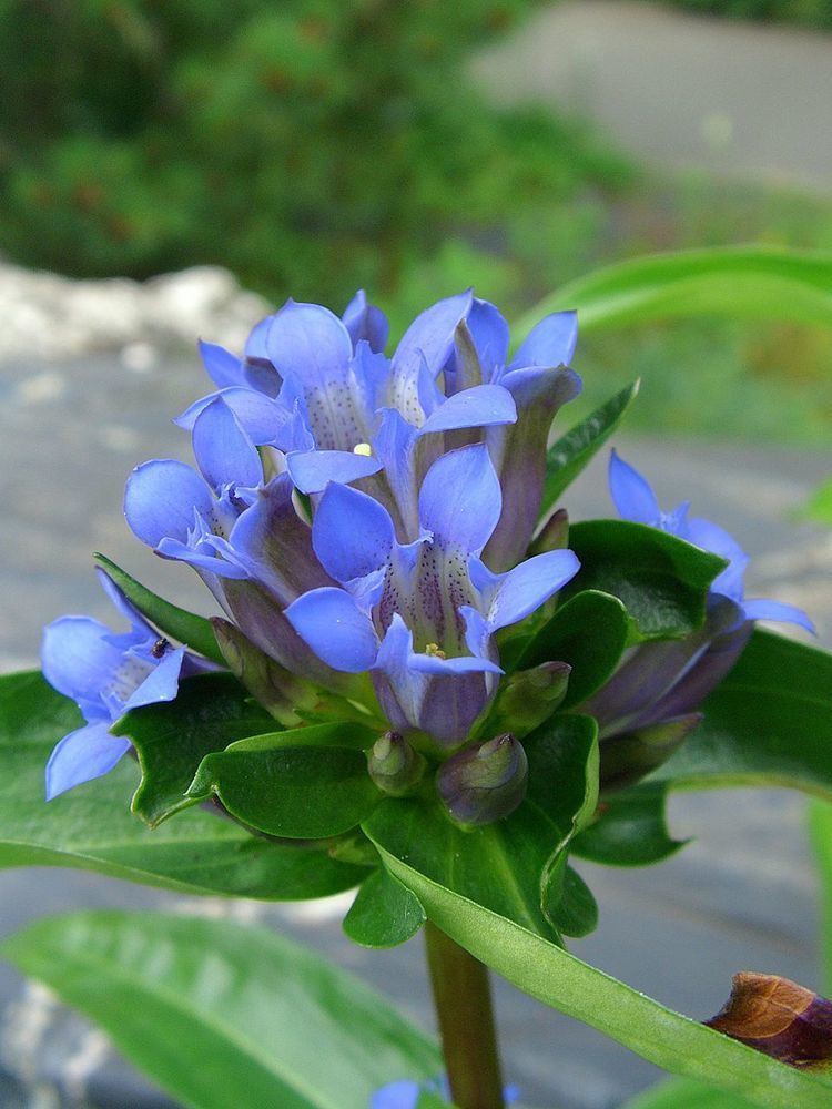 Gentiana macrophylla httpsuploadwikimediaorgwikipediacommons99