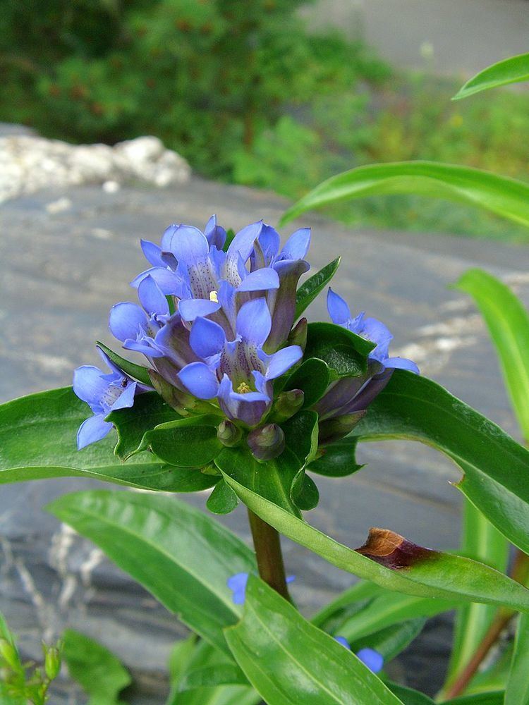 Gentiana macrophylla FileGentiana macrophylla Orchi 03jpg Wikimedia Commons