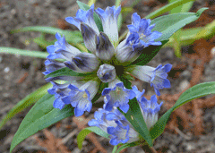 Gentiana macrophylla Gentiana macrophylla Qin Jiao PFAF Plant Database