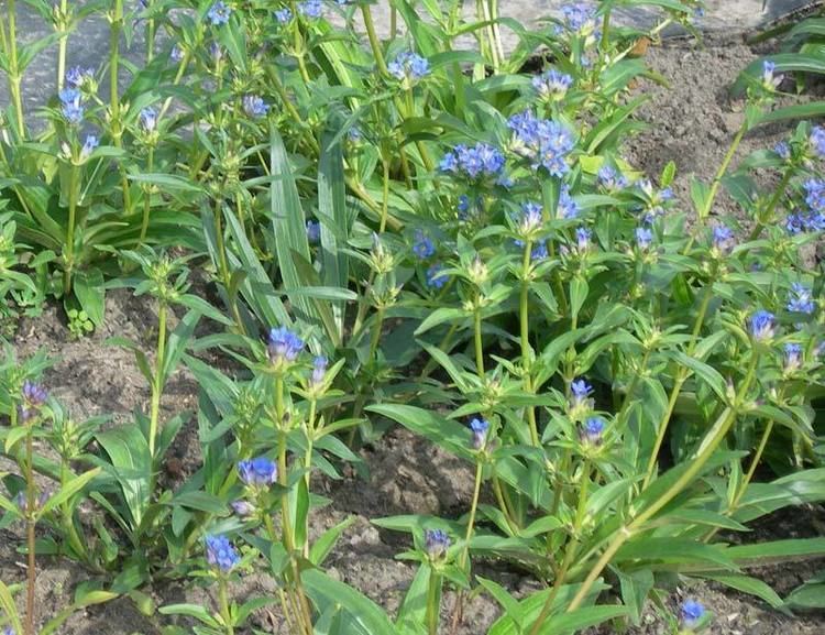 Gentiana macrophylla Gentiana macrophylla QIN JIAO Gentiana root Eastern