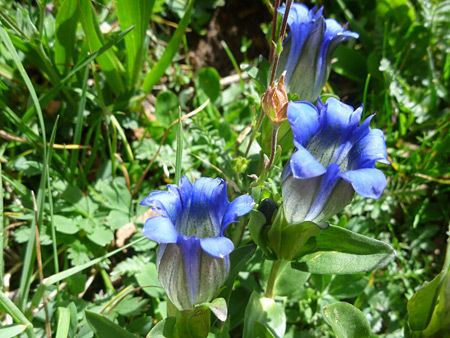 Gentiana parryi wwwamericansouthwestnetplantsphotographs450ge