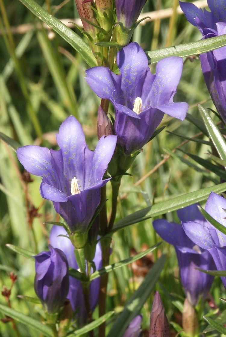 Gentiana pneumonanthe httpsuploadwikimediaorgwikipediacommons77