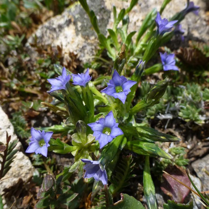 Gentiana prostrata SEINet Arizona Chapter Gentiana prostrata