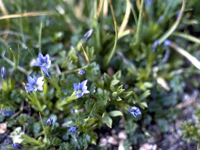 Gentiana prostrata Gentiana prostrata Pygmy gentian NPIN