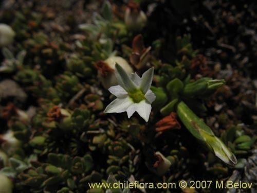 Gentiana prostrata Description and images of Gentiana prostrata Genciana mnima a