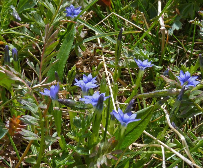 Gentiana prostrata Southwest Colorado Wildflowers Gentiana prostrata