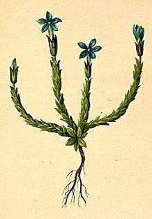 Gentiana prostrata httpsuploadwikimediaorgwikipediacommonsthu