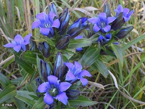 Gentiana puberulenta Nature Search DOWNY GENTIAN Gentiana puberulenta GENTIAN FAMILY