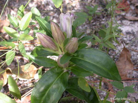 Gentiana villosa Plants North Carolina Native Plant Society