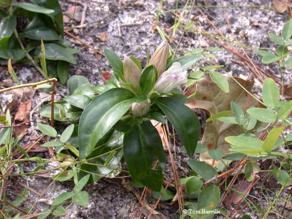 Gentiana villosa Plants North Carolina Native Plant Society