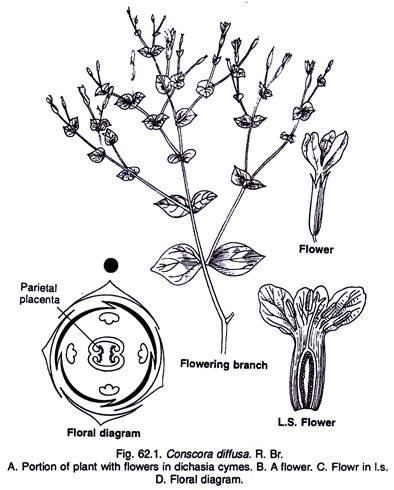 Gentianaceae Gentianaceae Characters Distribution and Types With Diagram