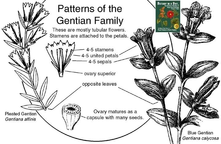 Gentianaceae Gentianaceae Gentian Family Identify plants and flowers