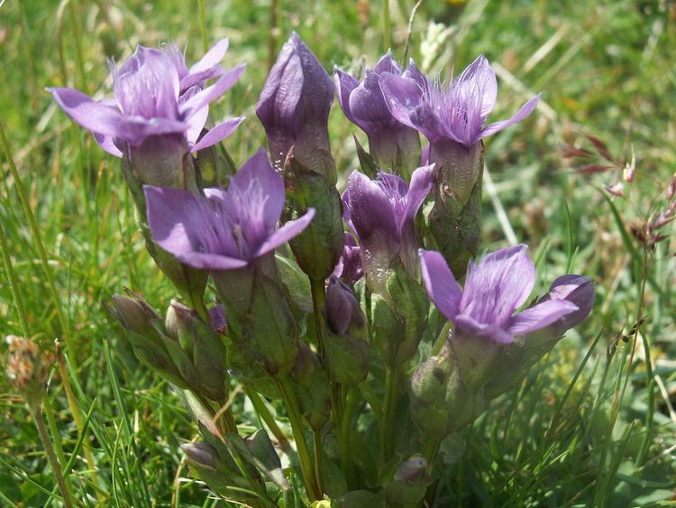 Gentianella campestris Gentianella campestris Wikipedia