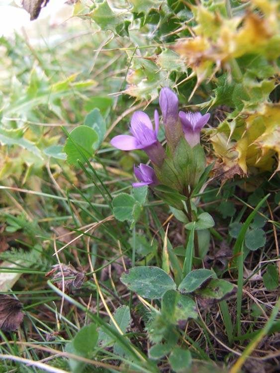 Gentianella campestris Gentianella campestris Genzianella campestre